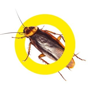 dezinsekcia